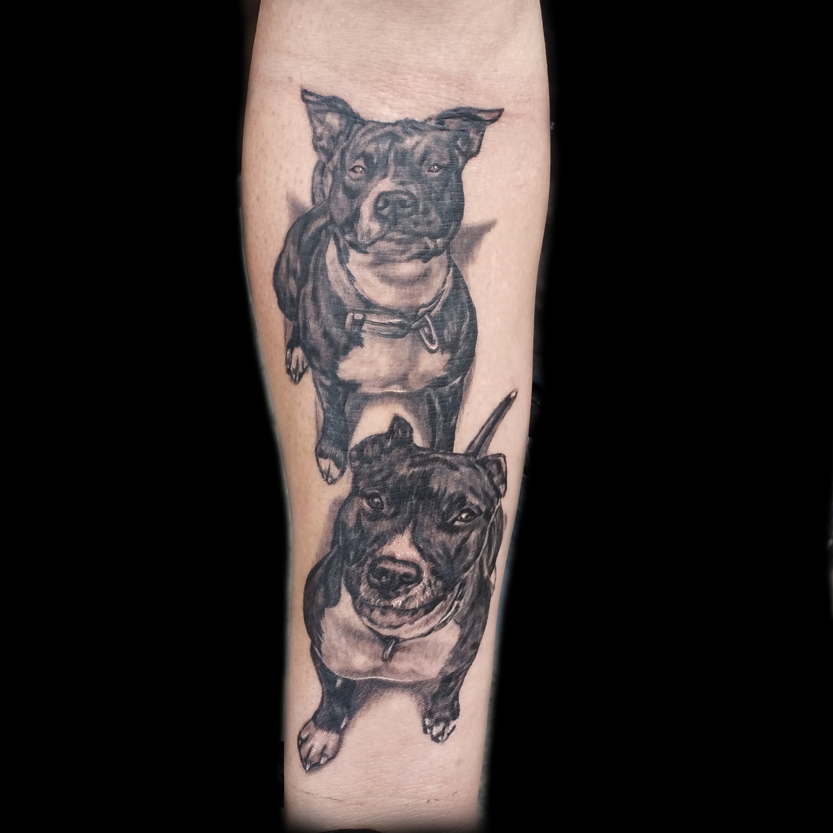 Boxer dog portrait tattooed... - Tallaght Ink Tattoo Studio | Facebook